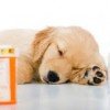 Dogs Are Sensitive And Prednisone Side Effects Can Make Them More Sensitive, Be Cautious